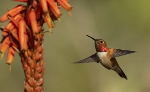 Rufous hummingbird, cholla blooms Rufous hummingbird, cholla blooms