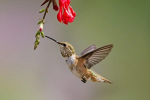 Rufous Hummingbird (Selasphorus rufus) juvenile male feeding Rufous Hummingbird (Selasphorus rufus) juvenile male feeding