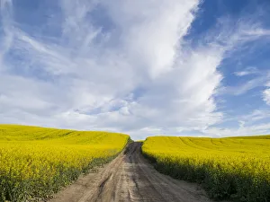Rural dirt road with blooming canola fields on both sides Rural dirt road with blooming canola fields on both sides