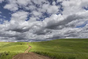 Rural dirt road among rolling fields of wheat crops, Palouse region of eastern Washington Rural dirt road among rolling fields of wheat crops, Palouse region of eastern Washington