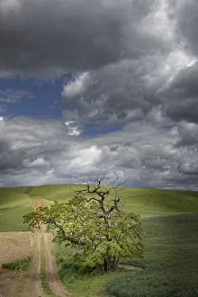 Rural dirt road and single tree among rolling fields of wheat crops Rural dirt road and single tree among rolling fields of wheat crops