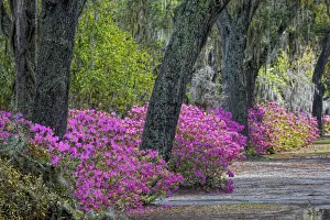 Rural road with azaleas and live oaks lining roadway, Bonaventure Cemetery, Savannah, Georgia Rural road with azaleas and live oaks lining roadway, Bonaventure Cemetery, Savannah, Georgia