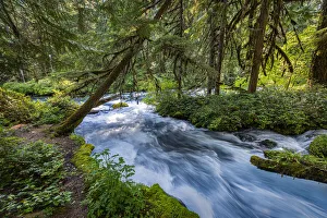 Rushing water in pristine Olallie Creek near McKenzie River, Willamette National Forest Rushing water in pristine Olallie Creek near McKenzie River, Willamette National Forest