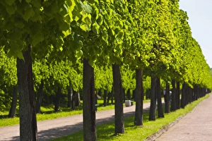 Russia, Saint Petersburg, Peterhof, Lower Park Russia, Saint Petersburg, Peterhof, Lower Park