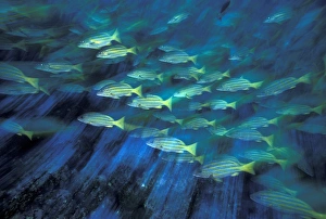 SA, Colombia, Malpelo Island Blue and gold snapper (Lutjanus viridis) SA, Colombia, Malpelo Island Blue and gold snapper (Lutjanus viridis)