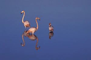 SA, Ecuador, Galapagos Islands American flamingos (P. ruber) and their reflections SA, Ecuador, Galapagos Islands American flamingos (P. ruber) and their reflections