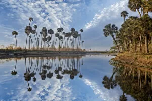 Sable palms reflected on the Econlockhatchee River, a blackwater tributary of the St