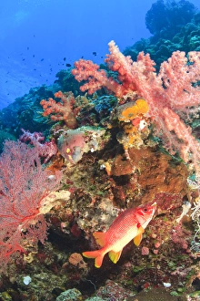 Sabre Squirrelfish (Sargocentron spiniferum) & sSoft Coral Trees, Palau, Micronesia Sabre Squirrelfish (Sargocentron spiniferum) & sSoft Coral Trees, Palau, Micronesia