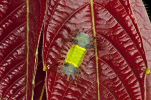 Saddleback Moth Caterpillar (Limacodidae), Yasuni National Park, Amazon Rainforest, ECUADOR