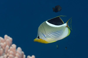 Saddled Butterflyfish (Chaetodon ephippium), Rainbow Reef, Fiji. South Pacific Saddled Butterflyfish (Chaetodon ephippium), Rainbow Reef, Fiji. South Pacific