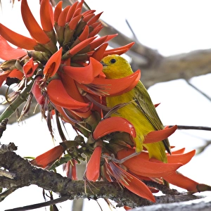 A Saffron Finch in an Indian Coral Tree on the big Island of Hawaii A Saffron Finch in an Indian Coral Tree on the big Island of Hawaii