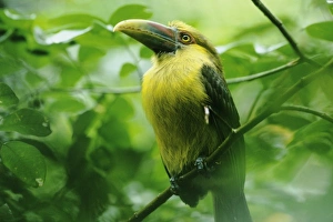 Saffron Toucanet Saffron Toucanet