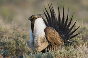 <b class=qtipBold><figcaption>Sage Grouse; Courtship Display</figcaption></b><br>Sage Grouse, courtship display<br><em>© Ken Archer / DanitaDelimont.com</em> Sage Grouse; Courtship Display