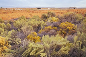 Sagebrush (Artemisia tridentata) and Gray Rabbit-Brush (Chrysothamnus nauseousus) Sagebrush (Artemisia tridentata) and Gray Rabbit-Brush (Chrysothamnus nauseousus)