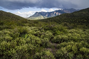 Sagebrush in the Chiricahua Mountains of Arizona Sagebrush in the Chiricahua Mountains of Arizona