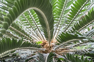 <b class=qtipBold><figcaption>Sago-Palm, USA</figcaption></b><br><em>© Lisa Engelbrecht / DanitaDelimont.com</em> Sago-Palm, USA