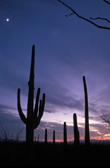 USA, Arizona, Saguaro National Park. Sunset on desert landscape