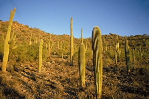 saguaro cacti, Carnegiea gigantea, at sunset in Saguaro National Park, Arizona saguaro cacti, Carnegiea gigantea, at sunset in Saguaro National Park, Arizona
