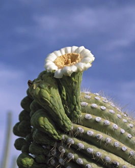 Saguaro cactus blossom at the tip of a long arm, Saguaro National Park, Tucson, Arizona Saguaro cactus blossom at the tip of a long arm, Saguaro National Park, Tucson, Arizona