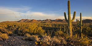 Saguaro cactus dominate the landscape at Saguaro National Park in Tucson, Arizona, USA Saguaro cactus dominate the landscape at Saguaro National Park in Tucson, Arizona, USA