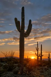 Saguaro cactus in the lower Sonoran desert in southern Arizona Saguaro cactus in the lower Sonoran desert in southern Arizona