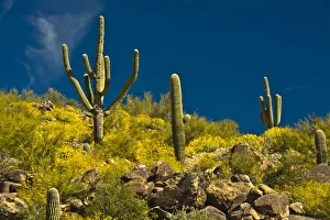 Saguaro, desert landscape, Tender Hills Park, Arizona, USA Saguaro, desert landscape, Tender Hills Park, Arizona, USA