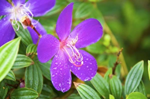 Sai Kung A Princess flower or Glory Bush, (Urvilleana tibouchina) Sai Kung A Princess flower or Glory Bush, (Urvilleana tibouchina)