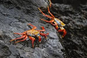 Sally lightfoot crab. Espanola Island, Galapagos Islands, Ecuador Sally lightfoot crab. Espanola Island, Galapagos Islands, Ecuador