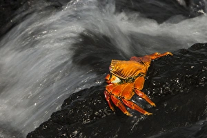 Sally Lightfoot Crab (Grapsus grapsus) GALAPAGOS ISLANDS, Ecuador, South America Sally Lightfoot Crab (Grapsus grapsus) GALAPAGOS ISLANDS, Ecuador, South America