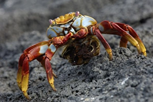 Sally lightfoot crab (Grapsus grapsus) with egg sack, Fernandina Island Island, Galapagos Islands Sally lightfoot crab (Grapsus grapsus) with egg sack, Fernandina Island Island, Galapagos Islands