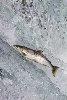 Usa north america alaska/salmon jumping brooks falls katmai national park Usa north america alaska/salmon jumping brooks falls katmai national park