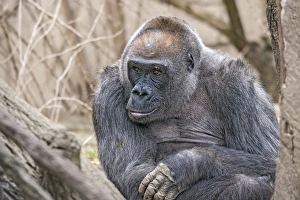 Samantha is a 44-year-old western lowland gorilla. Cincinnati Zoo, Ohio Samantha is a 44-year-old western lowland gorilla. Cincinnati Zoo, Ohio