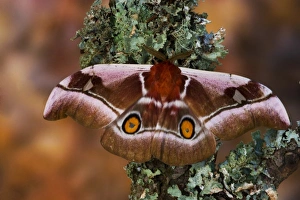 Sammamish, Washington an African Silk Moth Bunaea alcinoe with oragne hind wing eye spots Sammamish, Washington an African Silk Moth Bunaea alcinoe with oragne hind wing eye spots