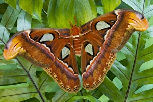 Sammamish, Washington Atlas Moth the largest in the world Sammamish, Washington Atlas Moth the largest in the world