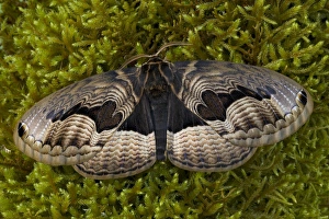 Sammamish, Washington Chinesse Moth Brahmaea tancrei with great design patterns Sammamish, Washington Chinesse Moth Brahmaea tancrei with great design patterns