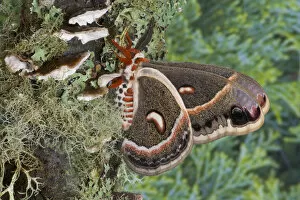 Images Dated 29th December 2005: Sammamish, Washington North American Silk moth Cecropia, or the Red Robin Moth