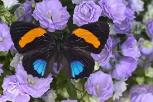 Images Dated 12th February 2004: Sammamish Washington Photograph of Butterfly on Flowers, Callicore aegina