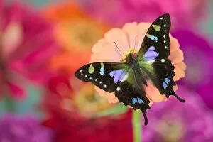 Swallowtail Gallery: Sammamish Washington Photograph of Butterfly on Flowers, Graphium weiskei the Purple