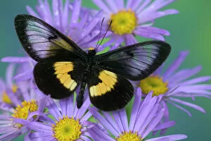 Tropic Gallery: Sammamish Washington Photograph of Butterfly on Flowers