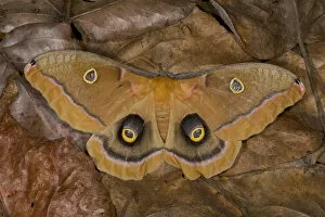 Images Dated 19th March 2005: Sammamish, Washington silk moth Antheraea polyphemus from North America