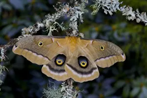 Images Dated 17th January 2006: Sammamish, Washington silk moth Antheraea polyphemus from North America