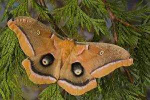 Images Dated 17th January 2006: Sammamish, Washington silk moth Antheraea polyphemus from North America