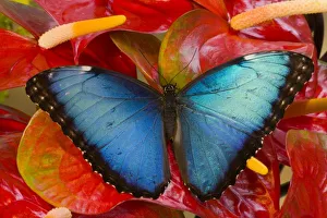 Sammamish Washington Tropical Butterfly photograh of Morpho peleides the Common Morpho Sammamish Washington Tropical Butterfly photograh of Morpho peleides the Common Morpho