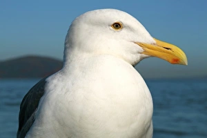 San Francisco, Califonia, United States. Seagull San Francisco, Califonia, United States. Seagull