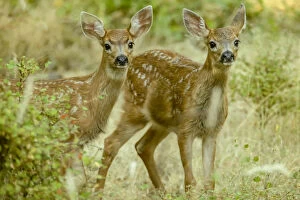 Images Dated 23rd July 2006: San Juan Island, Washington State, USA. Two mule deer fawns curiously looking out