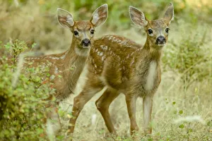 San Juan Island, Washington State, USA. Two mule deer fawns curiously looking out San Juan Island, Washington State, USA. Two mule deer fawns curiously looking out