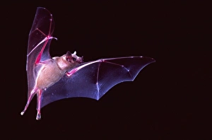 Phyllostomidae Gallery: Sanborni