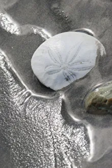 <b class=qtipBold><figcaption>Sand Dollar</figcaption></b><br><em>© Ken Archer / DanitaDelimont.com</em> Sand Dollar