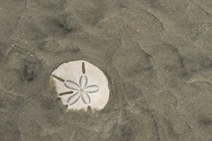 Sand dollar (Echinarachnius parma), Little St Simons Island, Barrier Islands Sand dollar (Echinarachnius parma), Little St Simons Island, Barrier Islands
