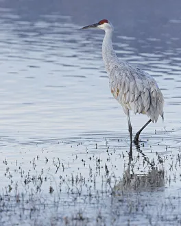 Sandhill crane, Bosque del Apache National Wildlife Refuge, New Mexico Sandhill crane, Bosque del Apache National Wildlife Refuge, New Mexico